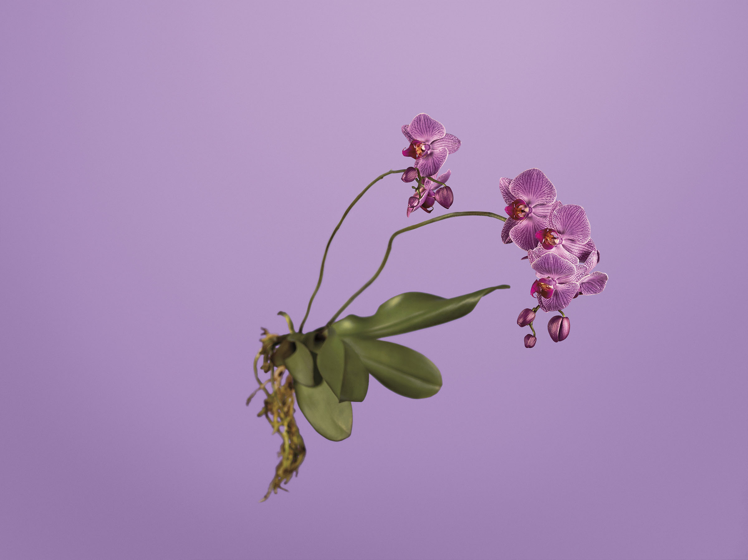 Nathan-Kraxberger-Pantone-14