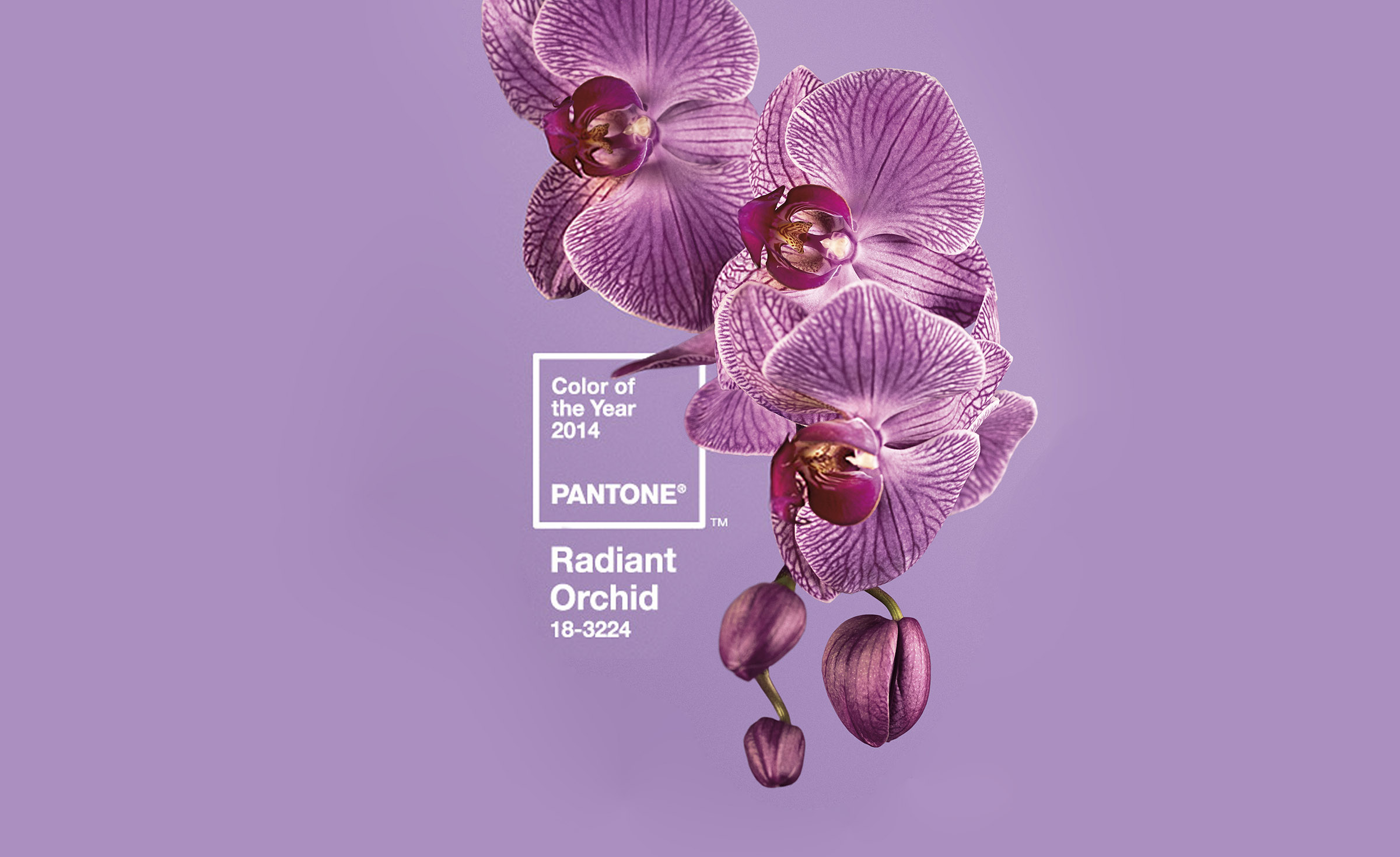 2014 年度代表色:兰花紫(Radiant Orchid)