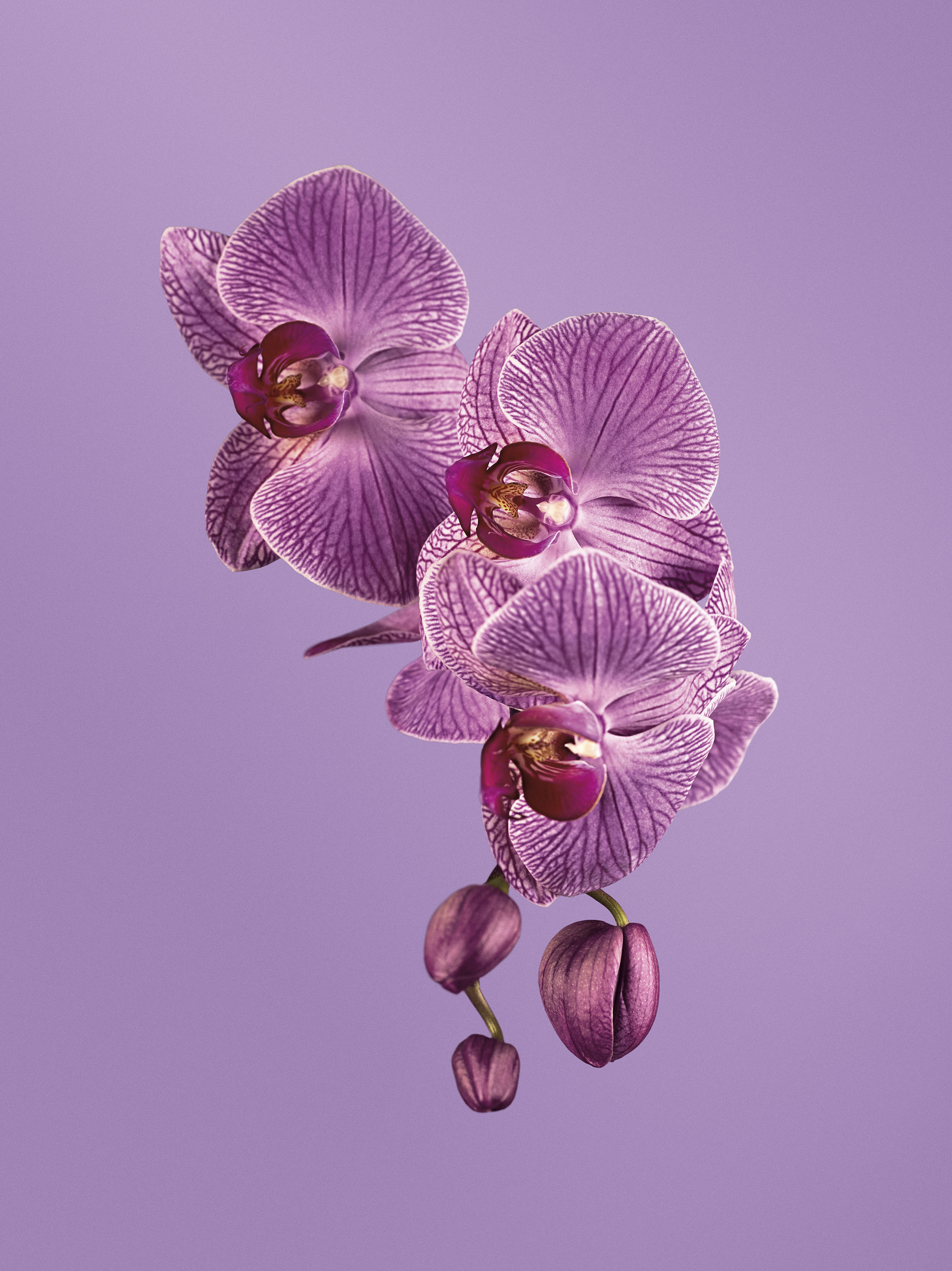 Nathan-Kraxberger-Pantone-151